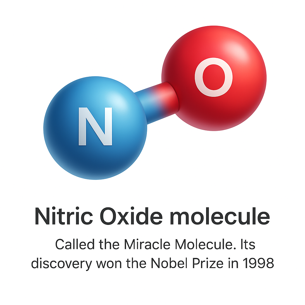 Nitric oxide molecule diagram, called the Miracle Molecule — its discovery won the Nobel Prize in 1998