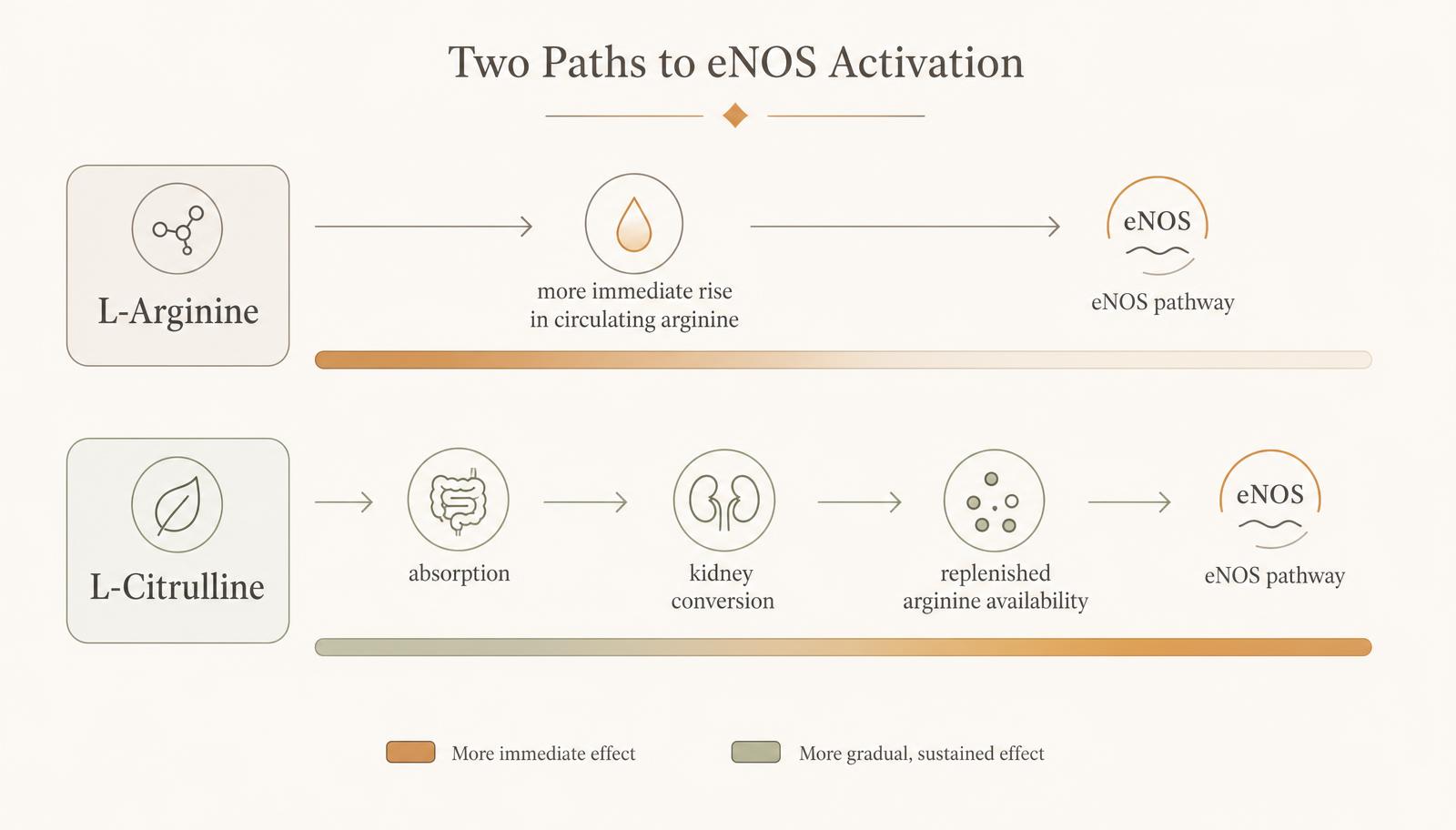 Timeline graphic comparing the more immediate arginine route with the citrulline absorption and kidney conversion route