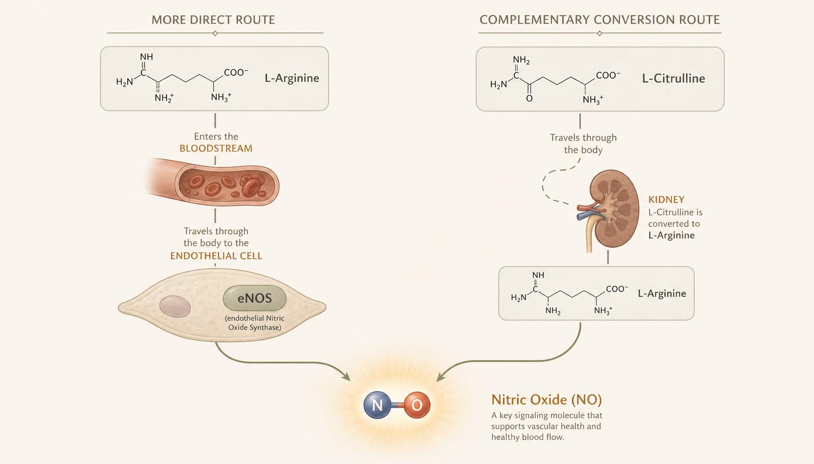 Diagram showing L-arginine travelling directly toward circulating arginine and endothelial eNOS, alongside L-citrulline absorbed and converted in the kidney into arginine before joining the same pathway