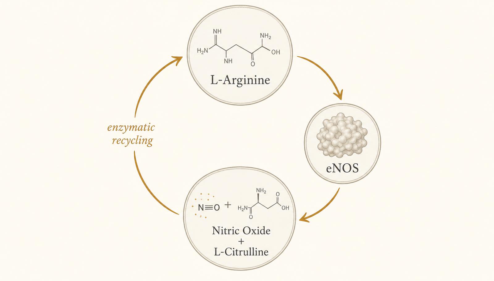 Circular diagram showing L-citrulline converted to L-arginine, used by eNOS to produce nitric oxide and citrulline, with supplemental arginine and citrulline entering at different points