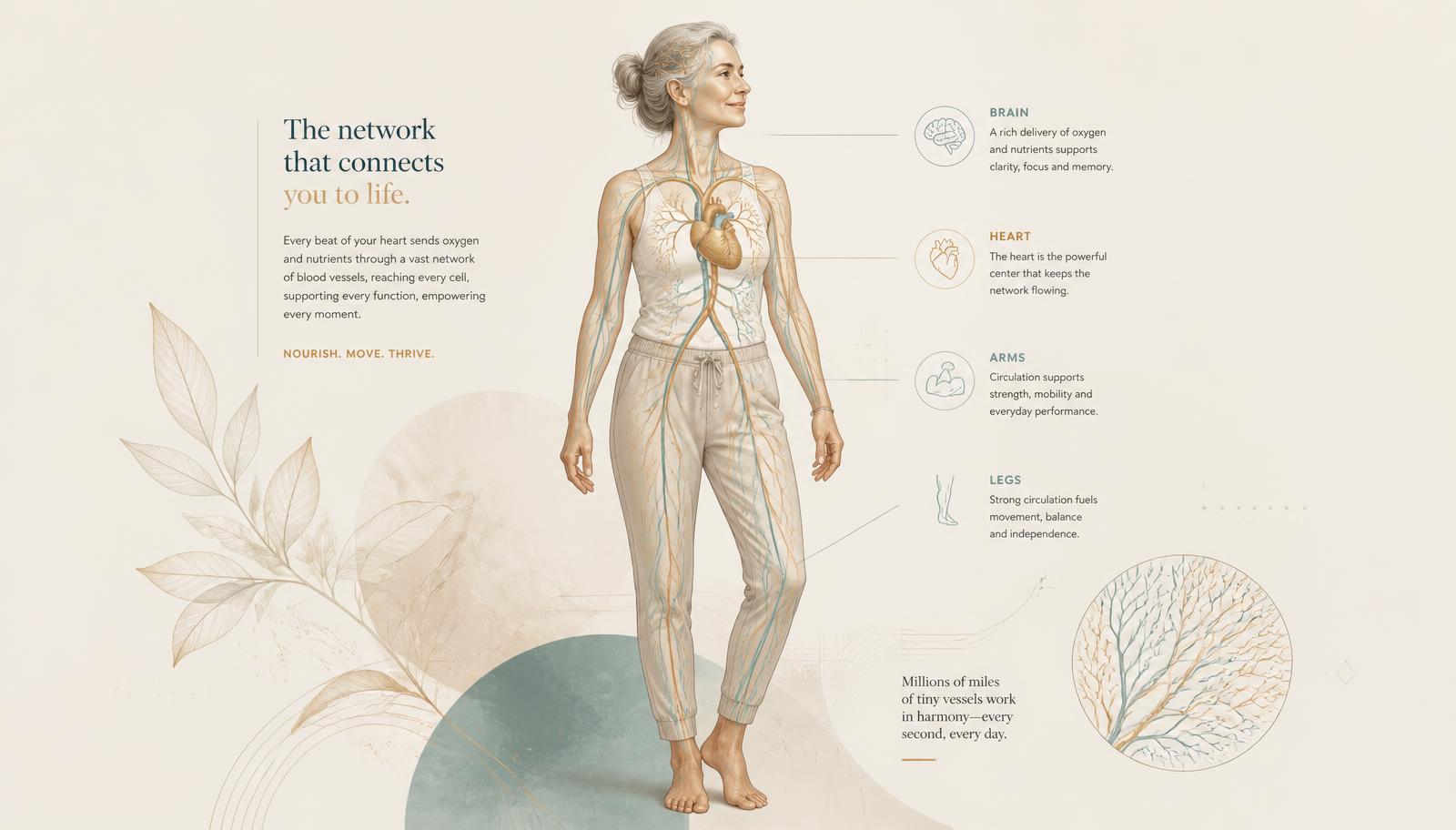 Illustration of an active adult with the cardiovascular network extending from the heart to the brain, arms and legs