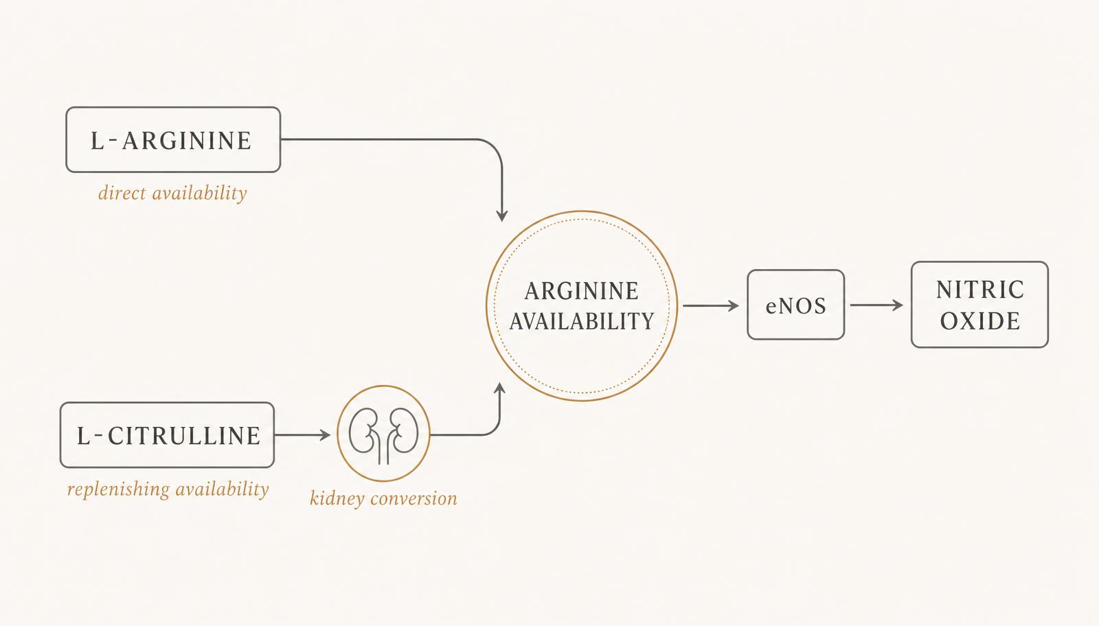 Diagram showing L-arginine as direct availability and L-citrulline via kidney conversion as replenishing availability, both feeding an arginine availability reservoir leading to eNOS and nitric oxide