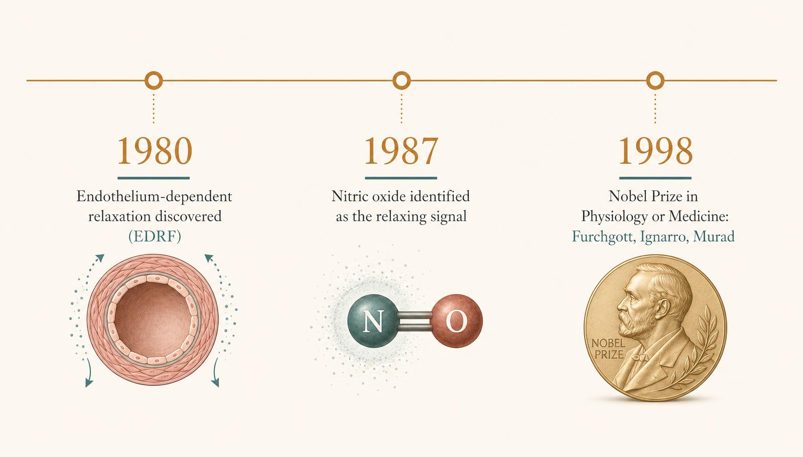 Timeline showing the 1980 discovery of endothelium-dependent relaxation, the 1987 identification of nitric oxide, and the 1998 Nobel Prize