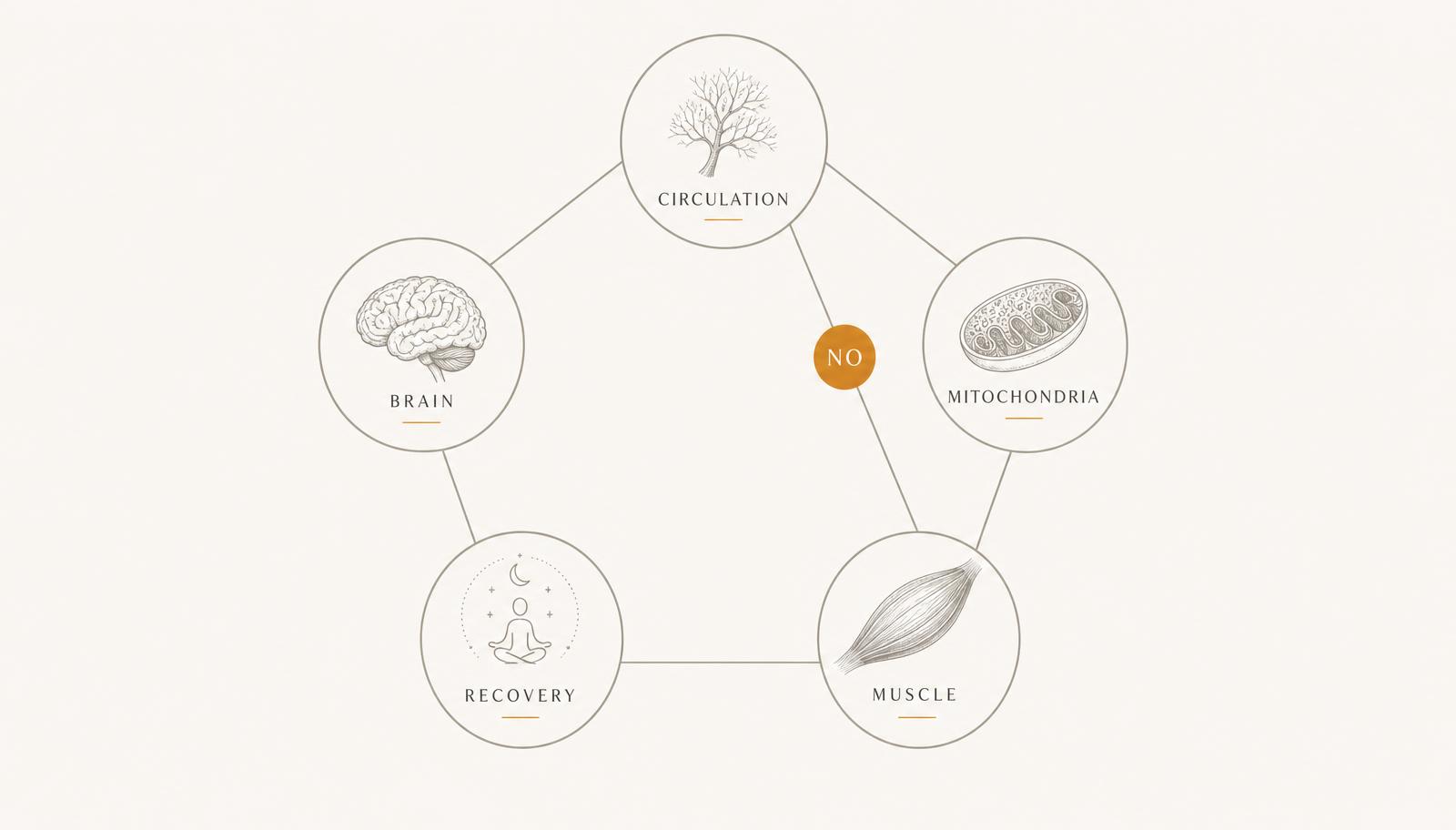 Five interconnected circles labelled circulation, mitochondria, muscle, recovery and brain, with nitric oxide placed between circulation and muscle