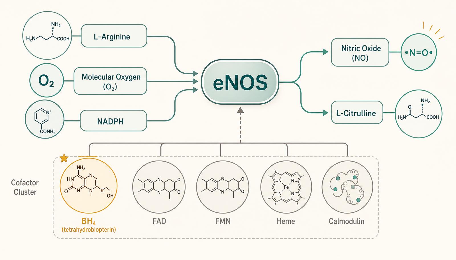 Diagram of the eNOS reaction with L-arginine, oxygen, NADPH and cofactors as inputs and nitric oxide plus L-citrulline as outputs