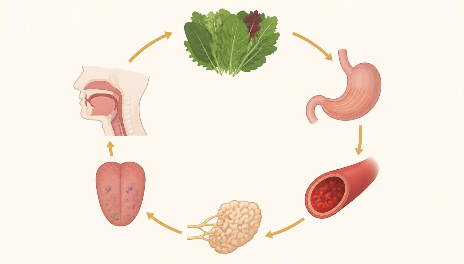 Circular diagram: leafy greens, digestion, bloodstream, salivary glands, tongue bacteria and swallowing