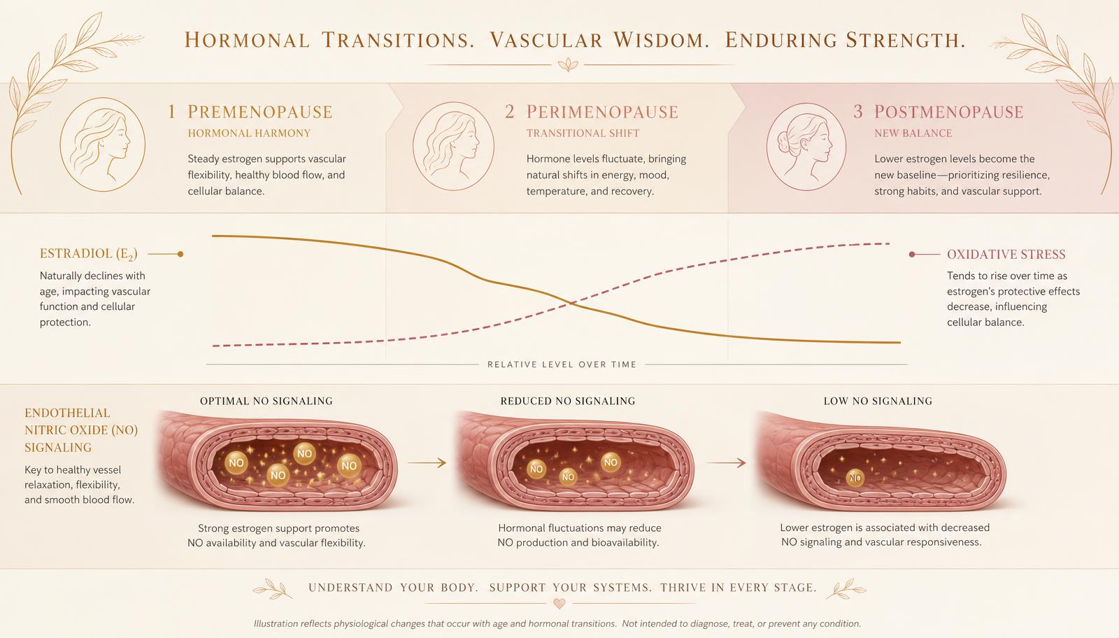 Diagram of premenopause, perimenopause and postmenopause with estradiol declining, oxidative stress rising and reduced endothelial NO signaling