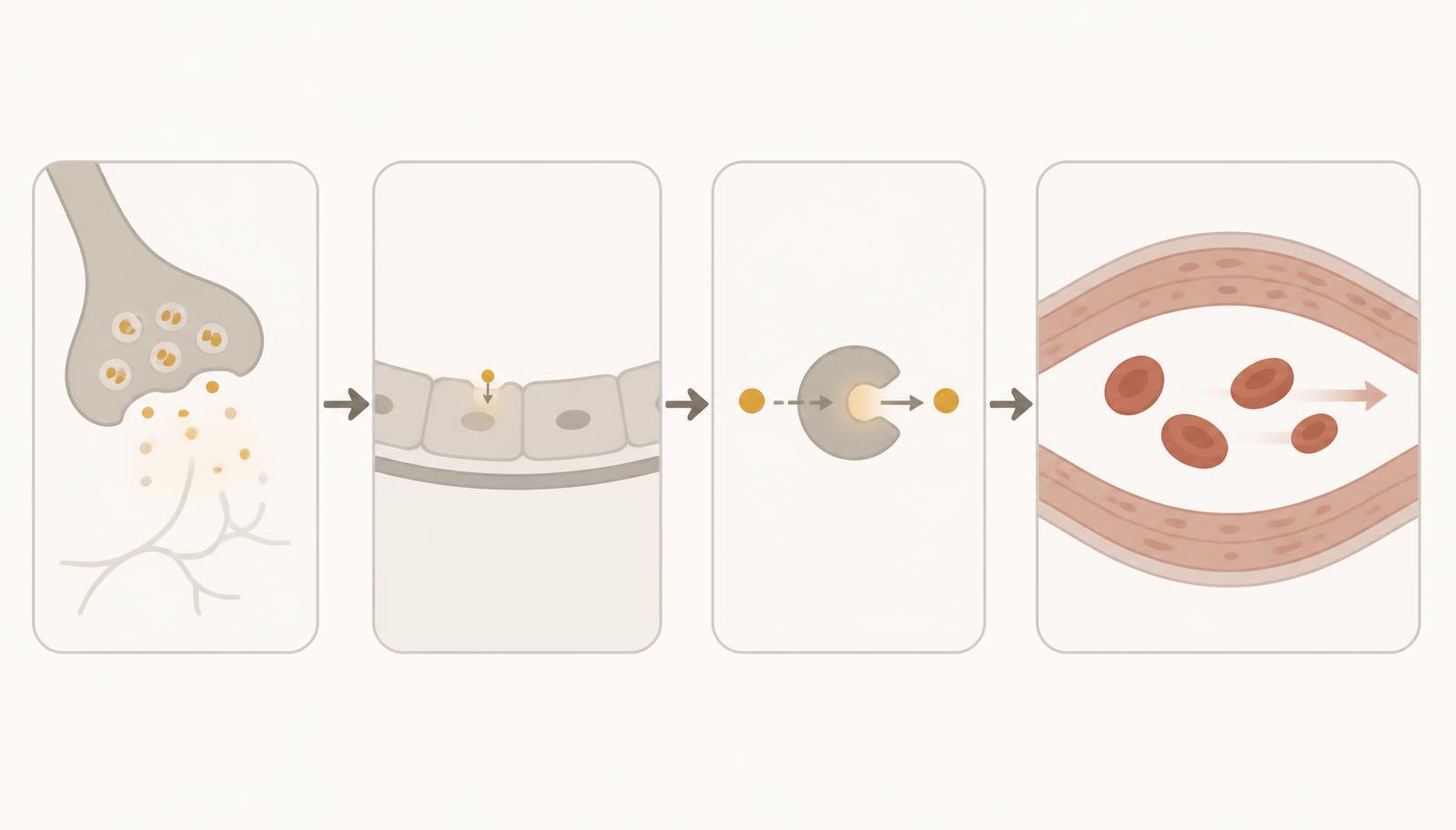 Simplified medical diagram showing nerve and endothelial nitric oxide release leading to cGMP signalling, smooth-muscle relaxation and increased blood flow