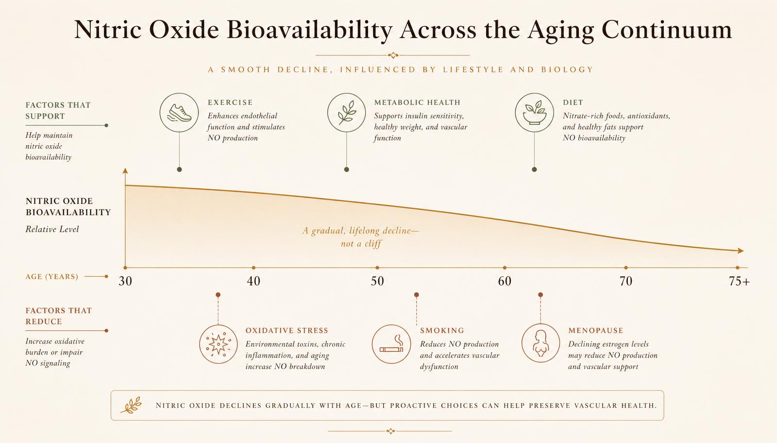 Timeline from age 30 to 75+ showing nitric oxide bioavailability declining gradually, with lifestyle influences above and below