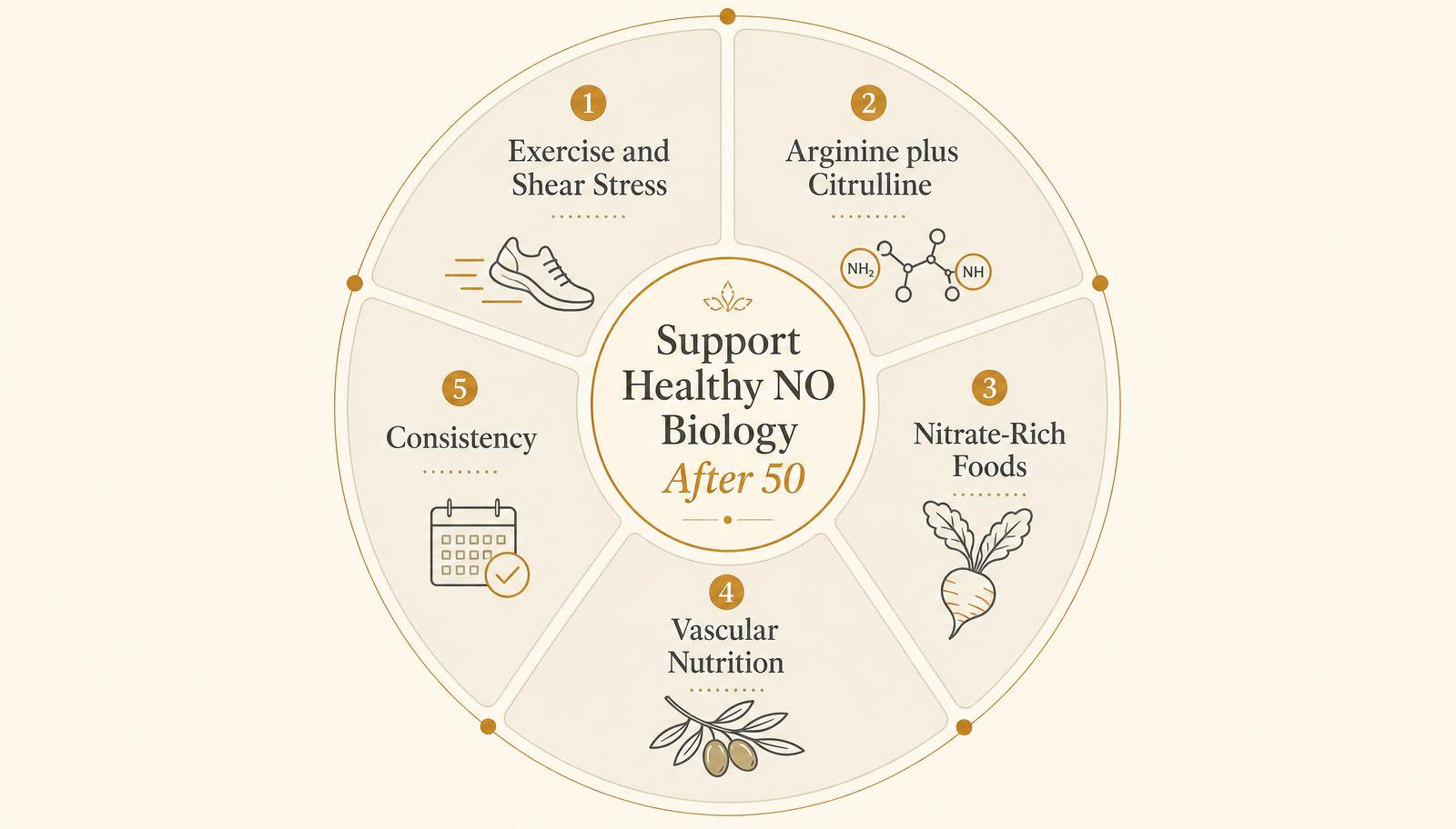 Circular five-part diagram: exercise and shear stress, arginine plus citrulline, nitrate-rich foods, vascular nutrition and consistency