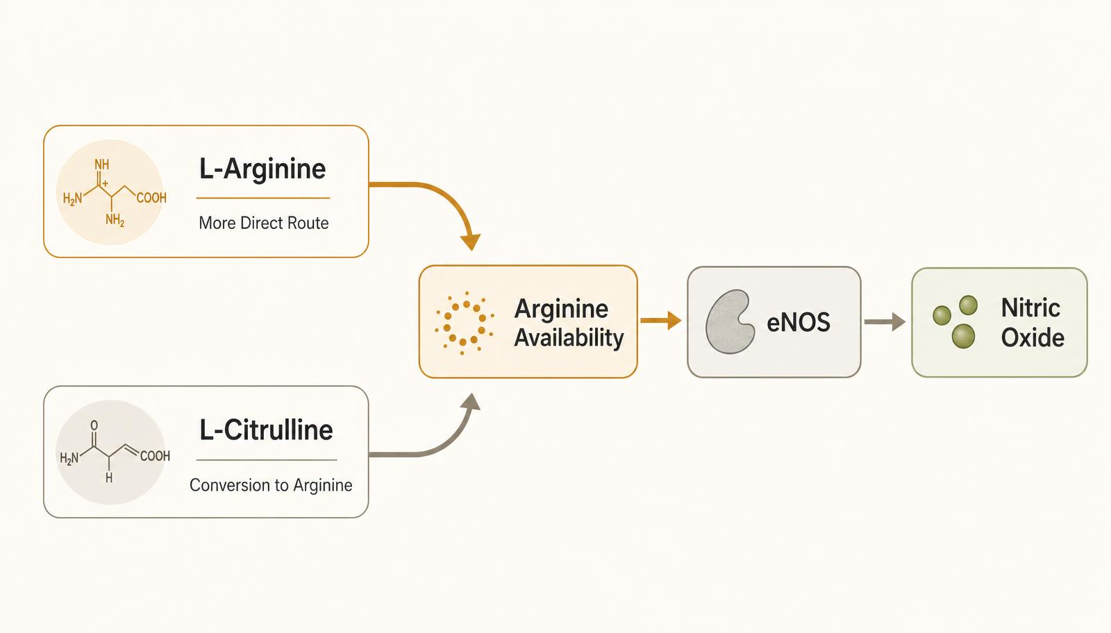 Diagram showing L-arginine as a more direct route and L-citrulline as a conversion route, both converging on arginine availability feeding eNOS and nitric oxide