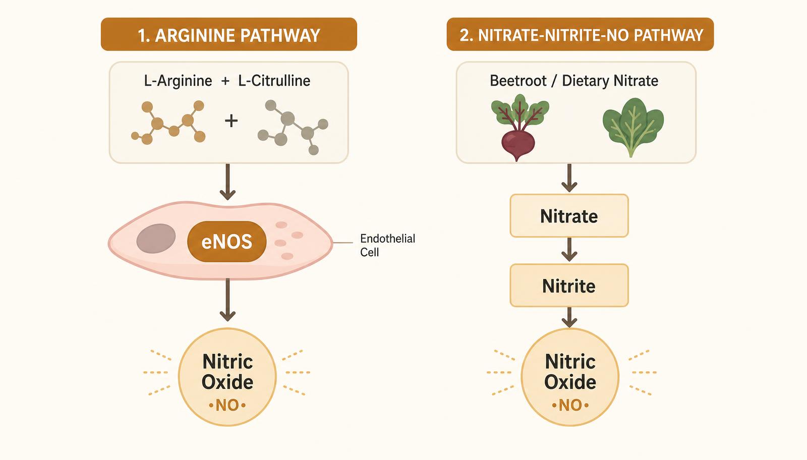 Diagram comparing the arginine and citrulline route through endothelial eNOS with the beetroot dietary nitrate route through nitrate and nitrite, both producing nitric oxide