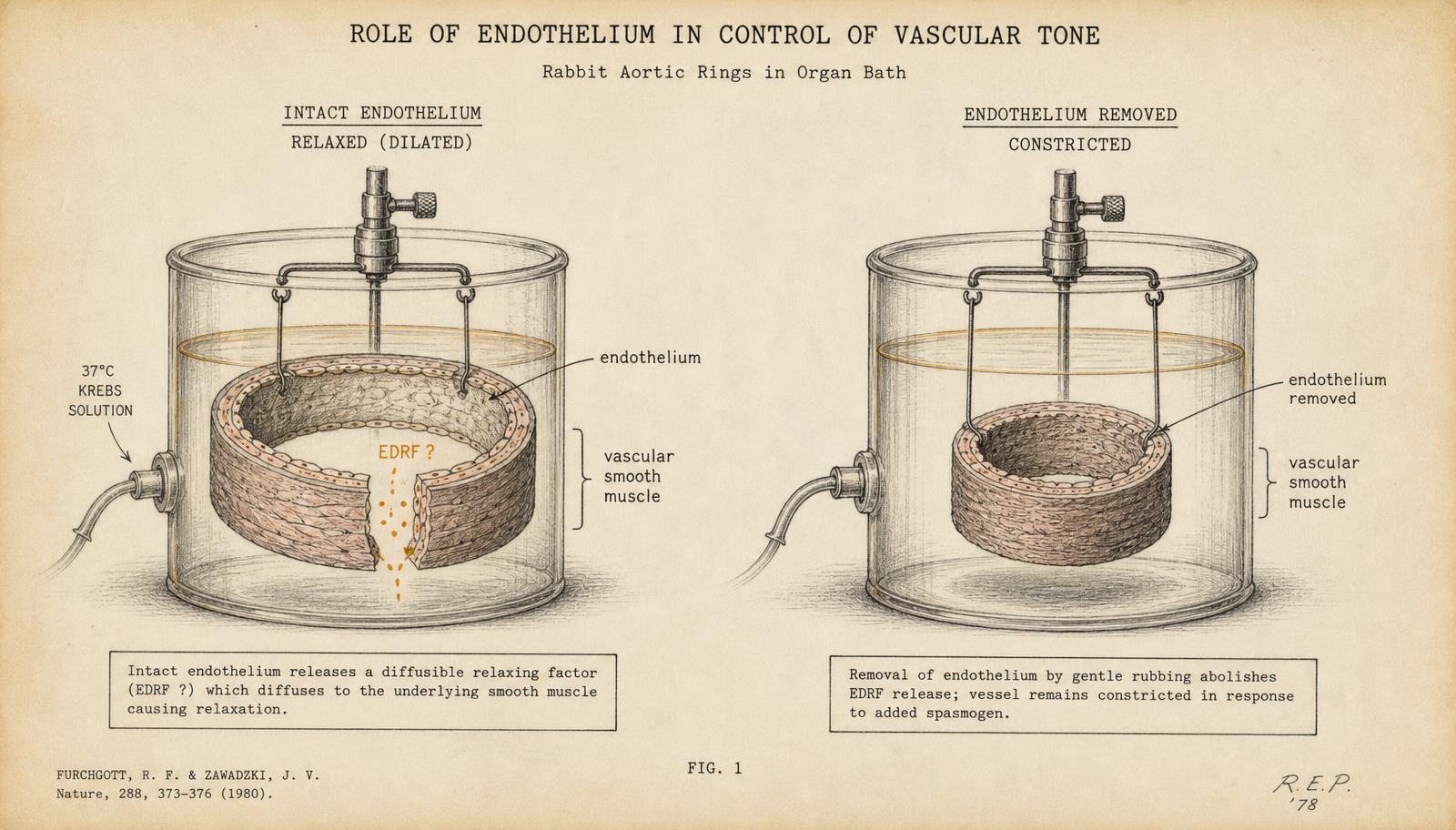 Vintage laboratory illustration of two isolated artery rings: one with intact endothelium releasing an unknown signal labeled EDRF and relaxing, one with the endothelium removed remaining constricted
