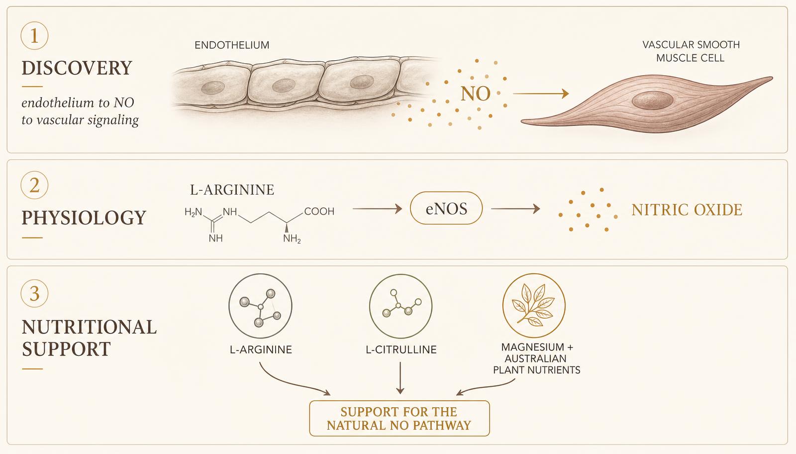 Three-stage diagram showing discovery of endothelial nitric oxide signaling, the L-arginine to eNOS to NO physiology, and nutritional support through L-arginine, L-citrulline, magnesium and Australian plant nutrients