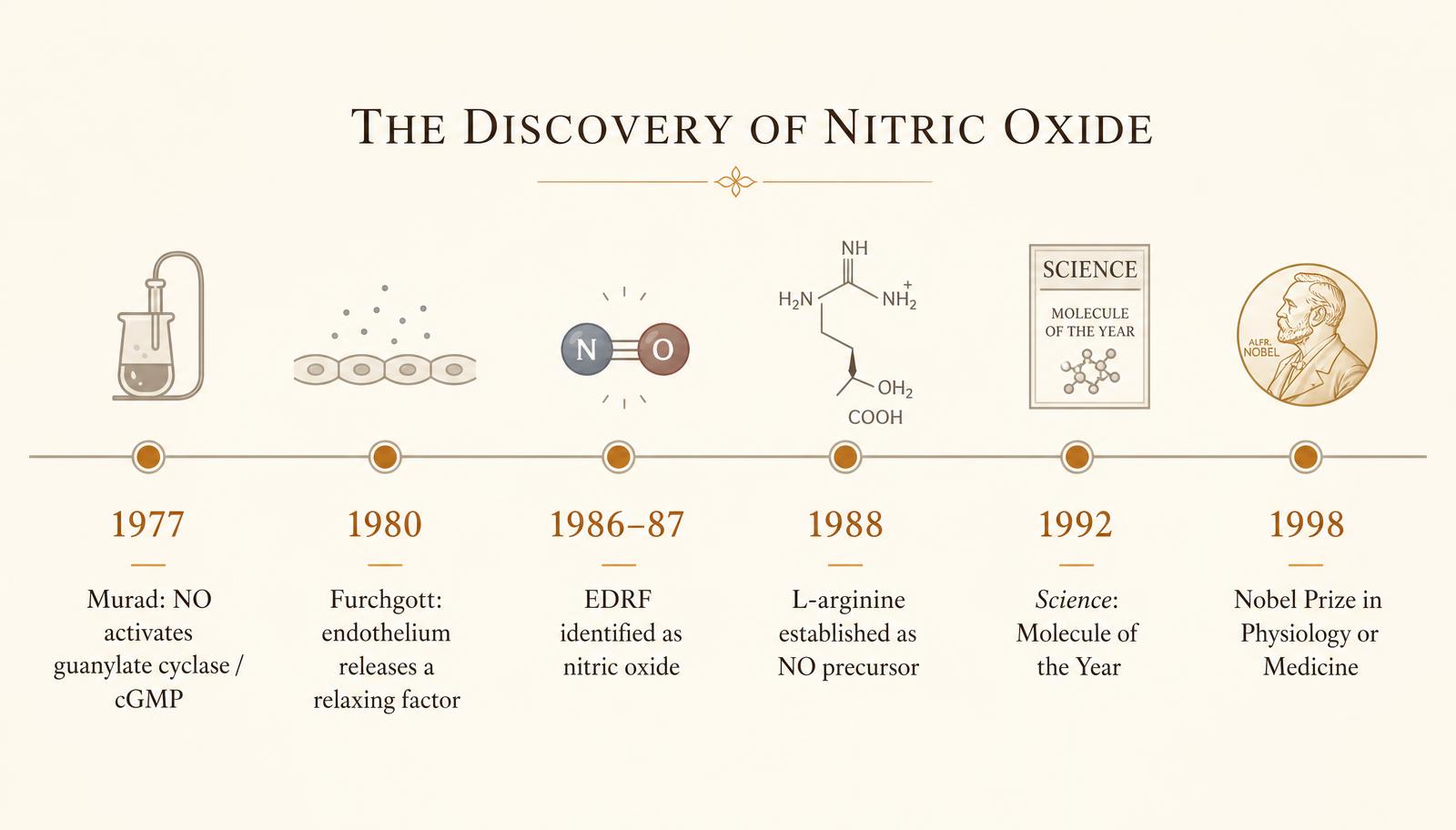 Historical timeline of nitric oxide discovery from 1977 through the 1998 Nobel Prize