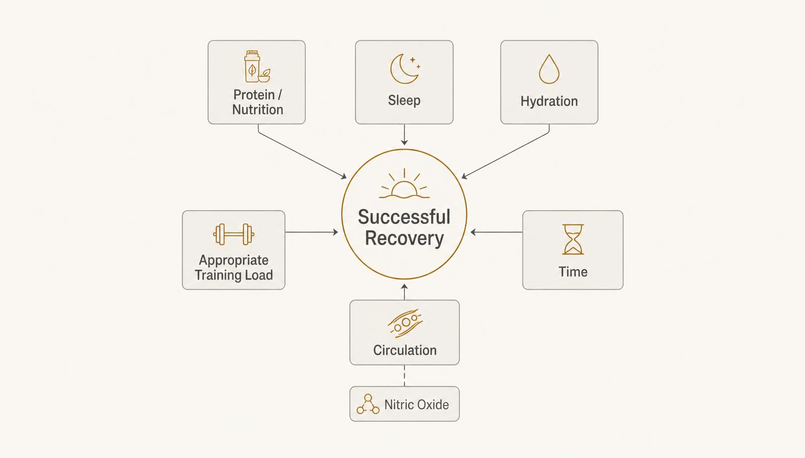 Flowchart with successful recovery at the centre fed by protein and nutrition, sleep, hydration, appropriate training load, circulation and time, with nitric oxide shown beneath circulation