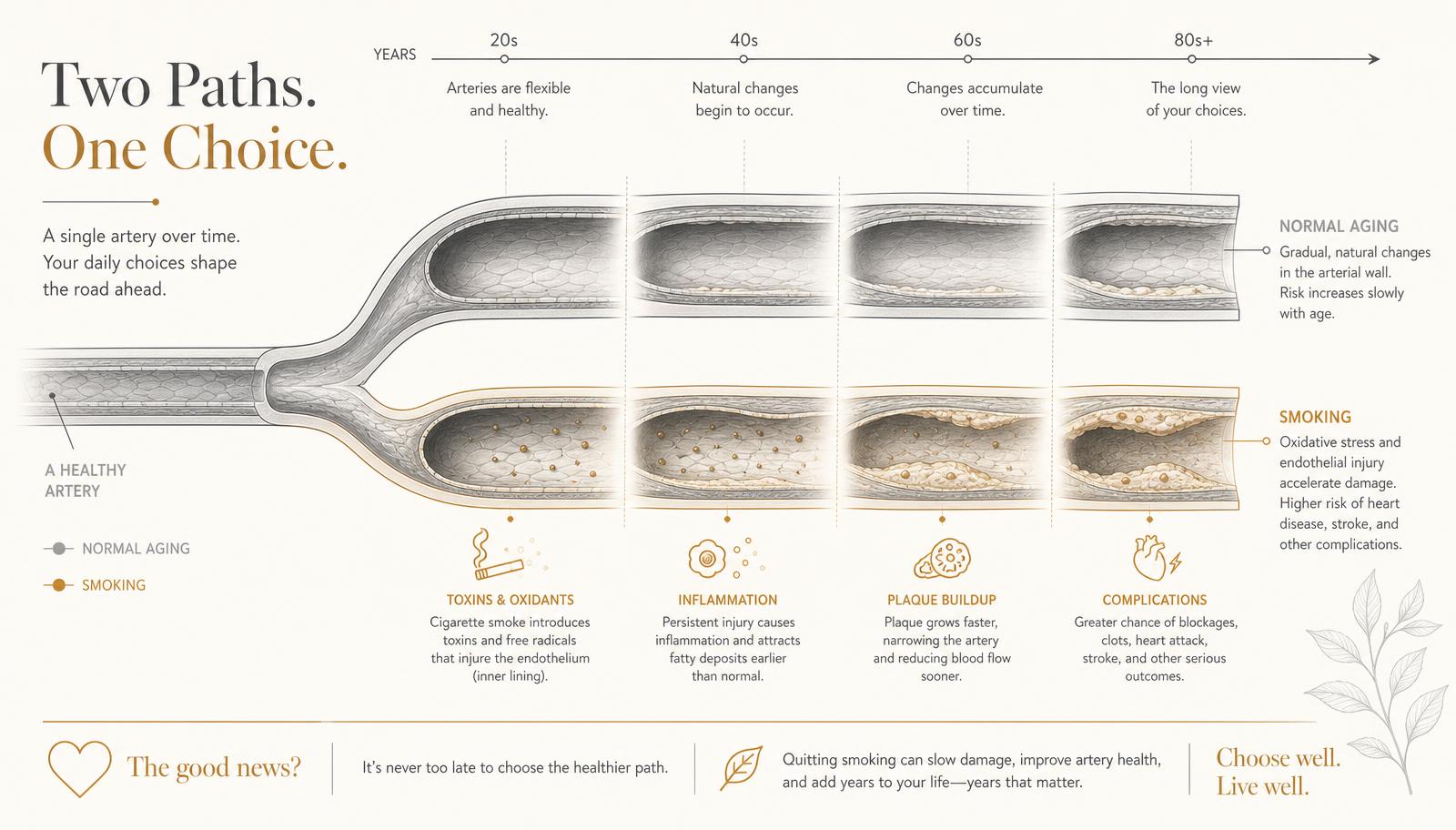 Timeline of an artery over time comparing a normal aging pathway with a smoking pathway that adds oxidative stress and endothelial injury