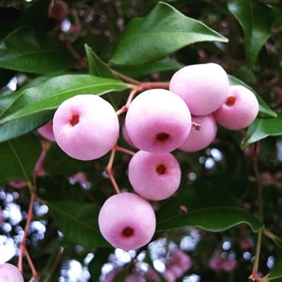Skincare Benefits of Powerhouse Aussie Botanicals