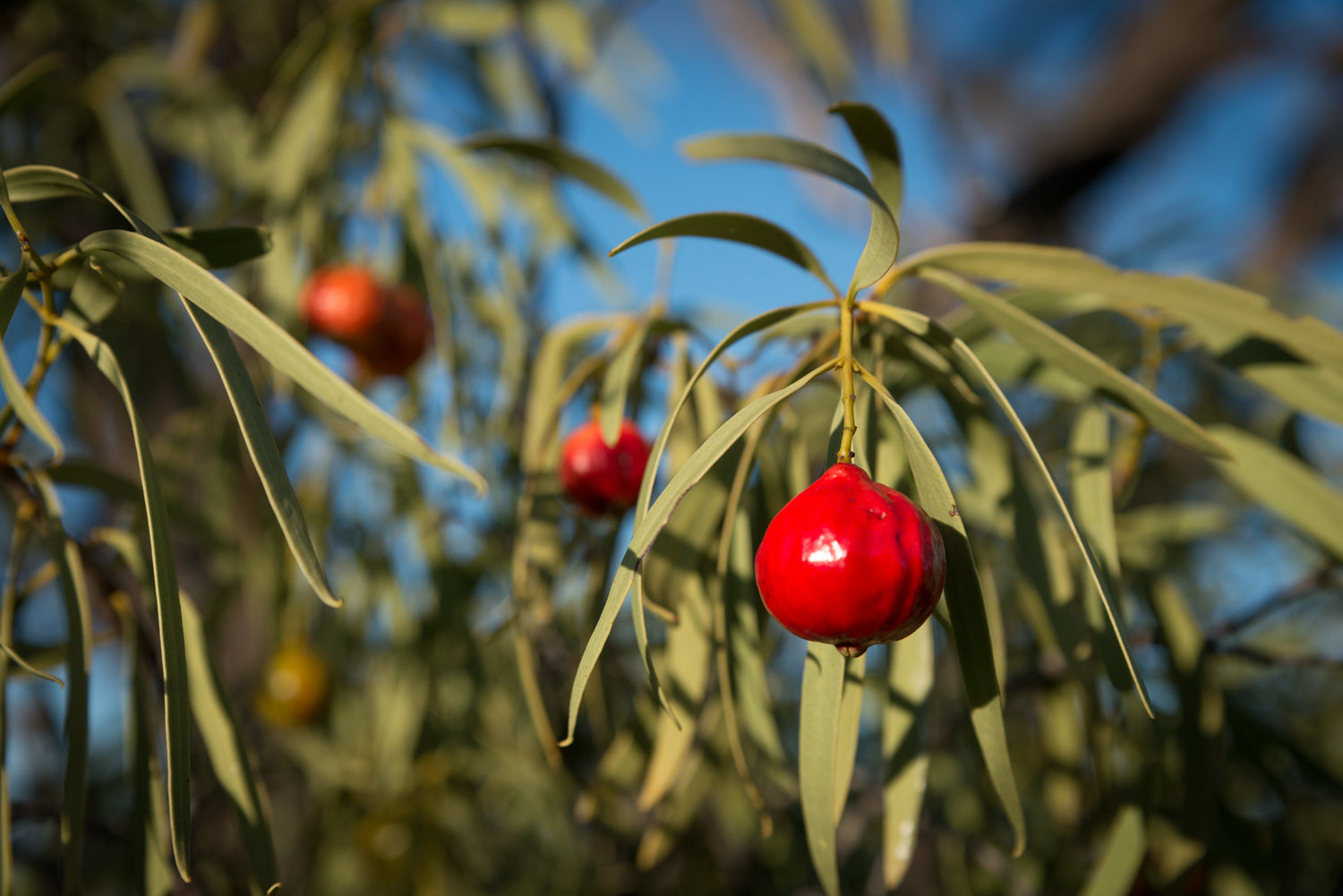 Quandong super fruit image for Australiana Botanicals skin care.