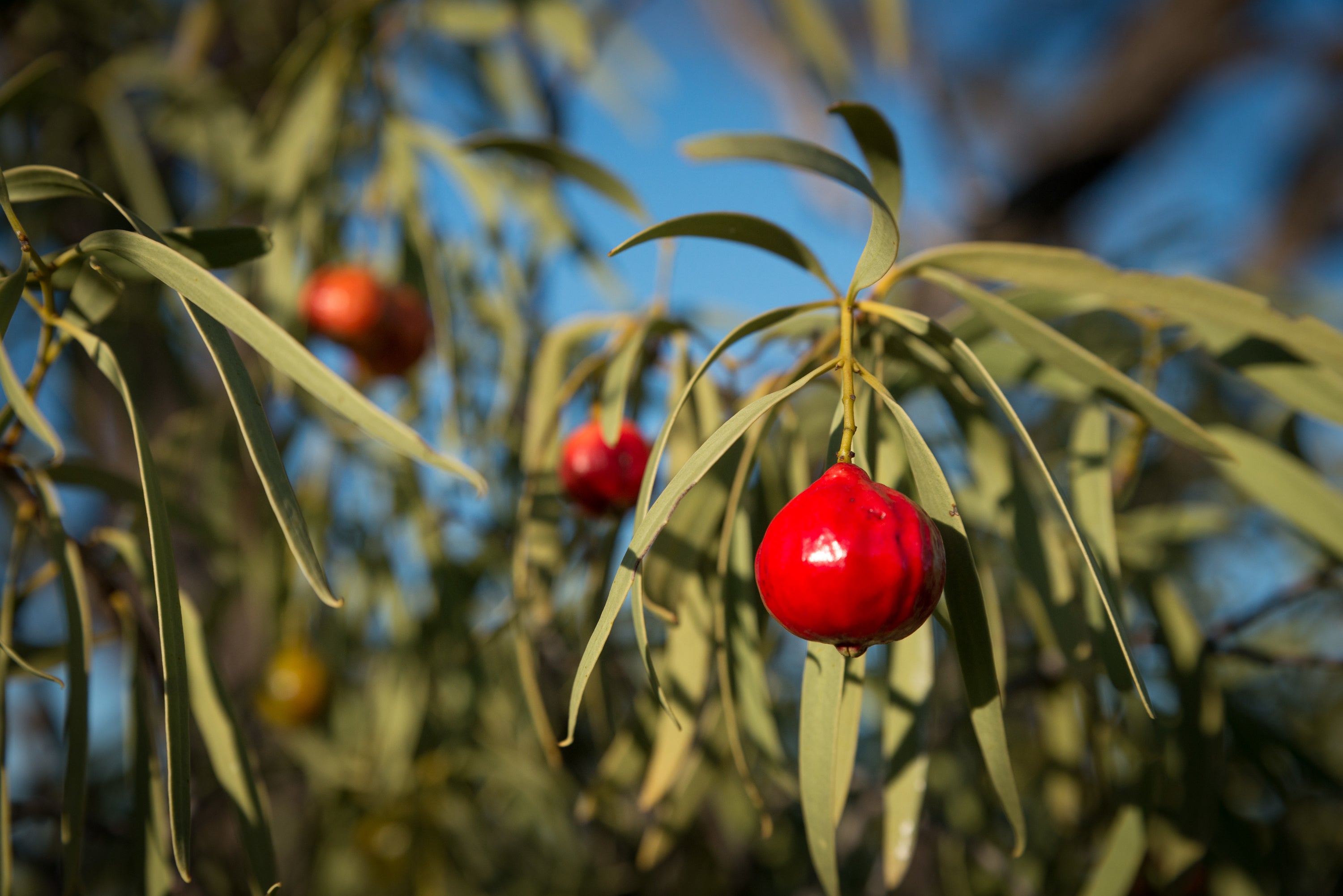 Quandong super fruit image for Australiana Botanicals skin care.